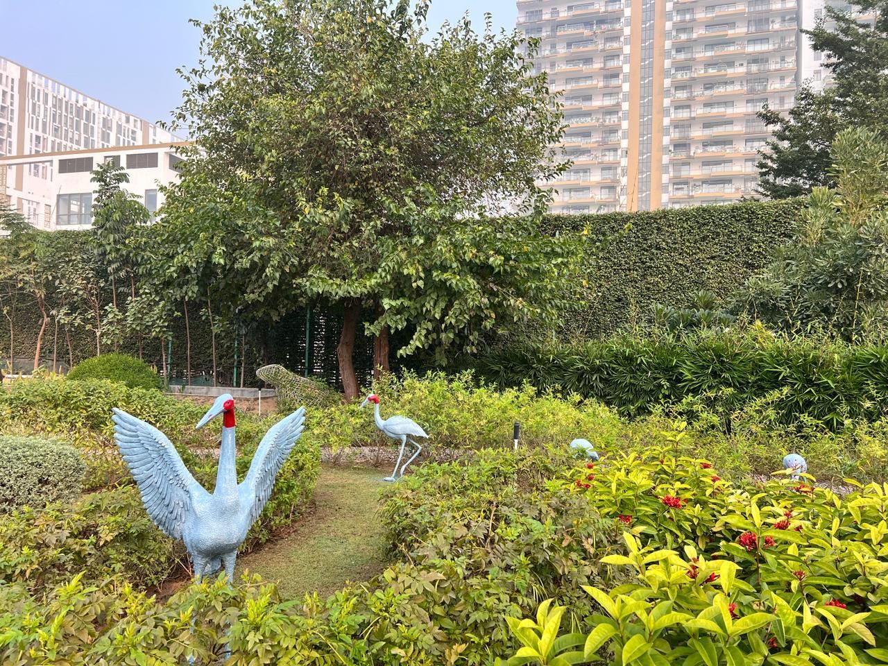 A white swan with raised wings among low planting